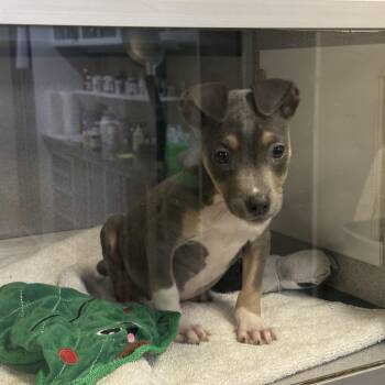 Terrier Dogs Available for Adoption in Clearwater, Florida - Squirt | PetCurious