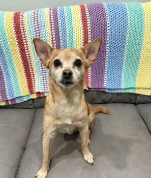 Dash- Sweet 7 year old -  Chihuahua Dog for Adoption in Sault Ste. Marie, Michigan - Dash- Sweet 7 Year Old | PetCurious