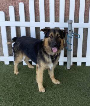 A614354 -  German Shepherd Dog Dog for Adoption in Modesto, California - A614354 | PetCurious