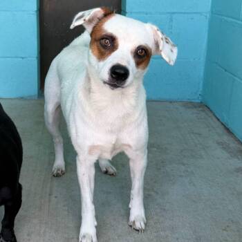 Skyla -  Jack Russell Terrier Dog for Adoption in Portland, Maine - Skyla | PetCurious