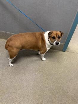 Beagle and Mixed Breed Dogs Available for Adoption in Las Vegas, Nevada - SUGAR PIE | PetCurious