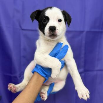 Britannica -  Pit Bull Terrier and Australian Cattle Dog Blue Heeler Dog for Adoption in Bullhead City, Arizona - Britannica | PetCurious