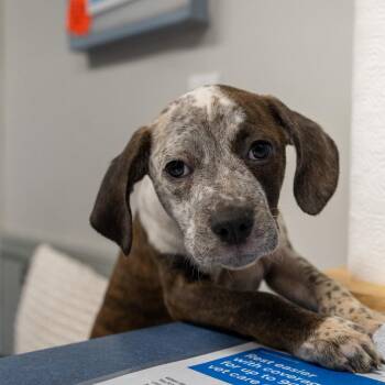 Silk -  Labrador Retriever and Cattle Dog Dog for Adoption in Pawling, New York - Silk | PetCurious