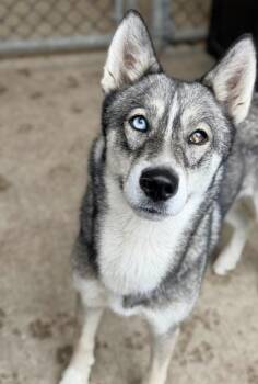 Tyra -  Husky Dog for Adoption in Chicago, Illinois - Tyra | PetCurious