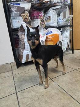 Tindal -  Miniature Pinscher Dog Available for Adoption in Canon City, Colorado - Tindal | PetCurious