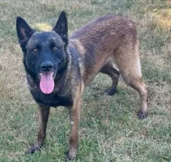Belgian Shepherd Malinois and Mixed Breed Dogs Available for Adoption - SKYLAR | PetCurious
