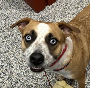 Ebba -  Australian Shepherd and Pit Bull Terrier Dog for Adoption in Golden, Colorado - Ebba | PetCurious