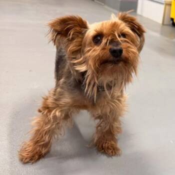 Cooper -  Yorkshire Terrier Dog for Adoption in Mount Vernon, Indiana - Cooper | PetCurious