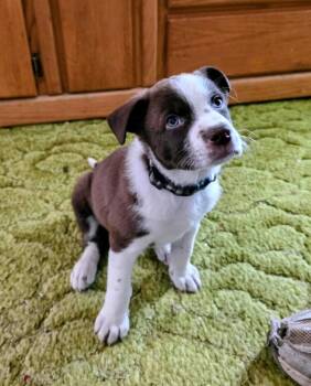 Roman -  Australian Cattle Dog Blue Heeler and American Bully Dog for Adoption in Evergreen, Colorado - Roman | PetCurious