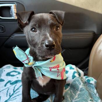 Boston -  Mixed Breed Dog for Adoption in Columbia, South Carolina - Boston | PetCurious