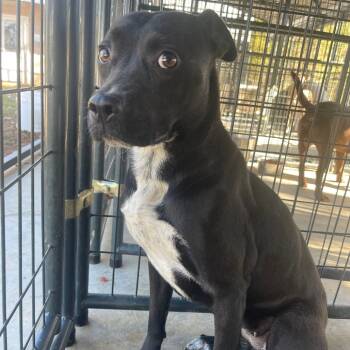 Rescue Black Labrador Retriever and Mixed Breed Dogs for Adoption in Valley, Alabama - Nissan | PetCurious