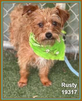 Terrier and Yorkshire Terrier Dogs Available for Adoption in Marietta, Georgia - RUSTY | PetCurious