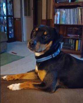 Hound Dogs Available for Adoption - Ozzie | PetCurious