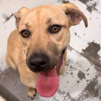 Labrador Retriever and Mixed Breed Dogs Available for Adoption - Nessie | PetCurious