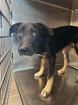 Dante -  German Shepherd Dog Dog for Adoption in Suamico, Wisconsin - Dante | PetCurious