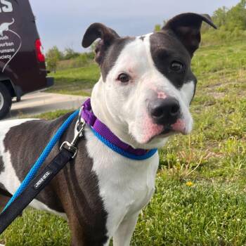 Pit Bull Terrier Dogs Available for Adoption in Matteson, Illinois - Diamond | PetCurious