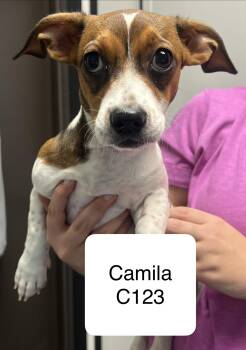 camila -  Basset Hound and Terrier Dog for Adoption in Morganton, North Carolina - Camila | PetCurious