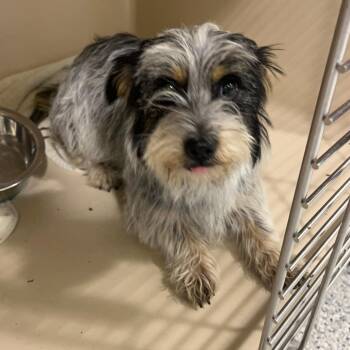 Poppy -  Corgi and Australian Cattle Dog Blue Heeler Dog for Adoption - Poppy | PetCurious