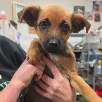 Gladys -  Mixed Breed Dog for Adoption in Bismarck, North Dakota - Gladys | PetCurious