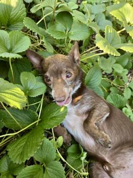 Rescue Chihuahua Dogs for Adoption in Roseburg, Oregon - Riggs | PetCurious