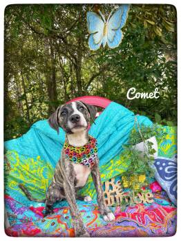 Comet -  Mountain Cur Dog for Adoption in Sebring, Florida - Comet | PetCurious
