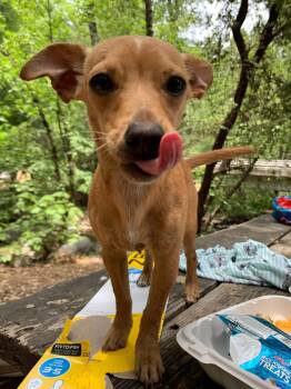 Daisy mae -  Chihuahua Dog for Adoption in Sonora, California - Daisy Mae | PetCurious
