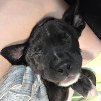 Labrador Retriever and Terrier Dogs Available for Adoption in Normal, Illinois - Bella | PetCurious