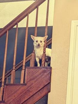 Chihuahua and Mixed Breed Dogs Available for Adoption in Humble, Texas - Fergus | PetCurious