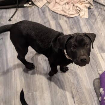 Rottweiler Dogs Available for Adoption in Fayetteville, Georgia - Oreo | PetCurious