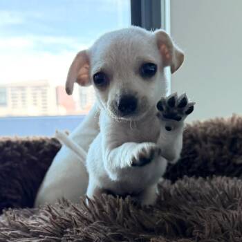 Parm -  Chihuahua and Mixed Breed Dog for Adoption in San Francisco, California - Parm | PetCurious