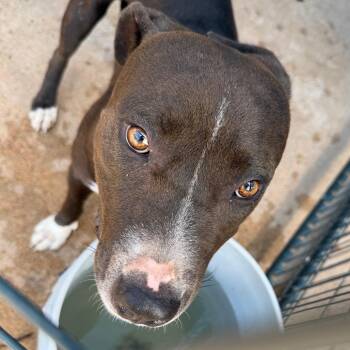 Mint -  Mixed Breed Dog for Adoption in Lake Jackson, Texas - Mint | PetCurious