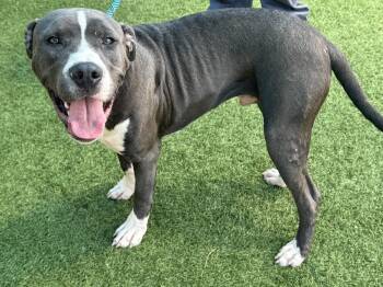 Will --Courtesy Post. Out of town pet. See below for details-- -  Pit Bull Terrier Dog for Adoption in Eagle, Idaho - Will --Courtesy Post. Out Of Town Pet. See Below For Details-- | PetCurious