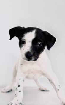 Apricot -  Australian Cattle Dog Blue Heeler and Spaniel Dog for Adoption in San Diego, California - Apricot | PetCurious
