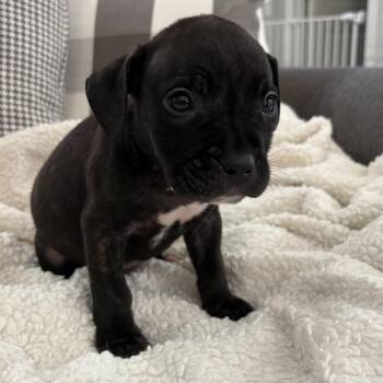 Pit Bull Terrier Dogs Available for Adoption in Chicago, Illinois - Jesse ~ Coming Soon!!! | PetCurious