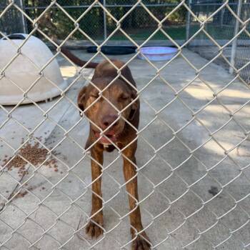Fudge -  Mixed Breed Dog for Adoption in Gadsden, Alabama - Fudge | PetCurious
