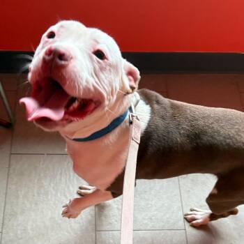 Pit Bull Terrier and Mixed Breed Dogs Available for Adoption in Newark, New Jersey - BabyMan (In Foster) | PetCurious