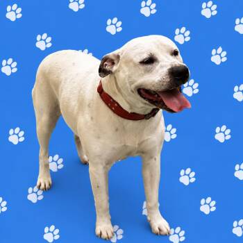 Sugar -  Mixed Breed Dog for Adoption in Memphis, Tennessee - Sugar | PetCurious