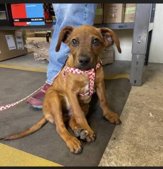 Vizsla and Australian Cattle Dog Blue Heeler Dogs Available for Adoption - Mocha | PetCurious