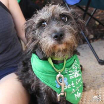 Jim -  Schnauzer and Terrier Dog for Adoption in Washington, District Of Columbia - Jim | PetCurious