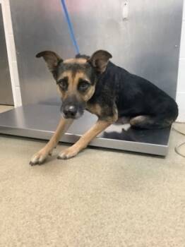 Rescue Shepherd and Mixed Breed Dogs for Adoption in Fort Worth, Texas - Raven | PetCurious