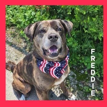 Freddie -  Catahoula Leopard Dog Dog for Adoption in Mokena, Illinois - Freddie | PetCurious