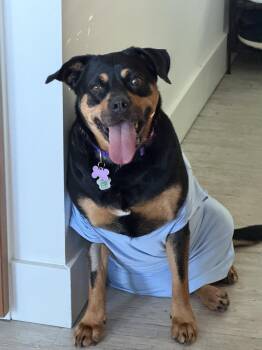 Peaches -  Rottweiler Dog for Adoption in Toronto, Ontario - Peaches | PetCurious