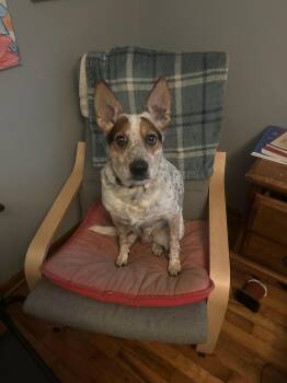 Australian Cattle Dog Blue Heeler Dogs Available for Adoption in Kirksville, Missouri - Cash | PetCurious