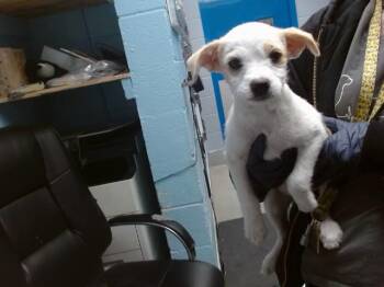 CASANDRA -  Fox Terrier and Mixed Breed Dog Available for Adoption in Albuquerque, New Mexico - CASANDRA | PetCurious