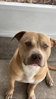 Crown -  American Bulldog Dog for Adoption in Azalea Park, Florida - Crown | PetCurious