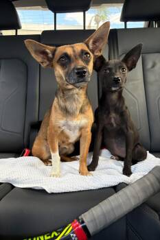 Sadie -  Chihuahua Dog for Adoption in Weare, New Hampshire - Sadie | PetCurious