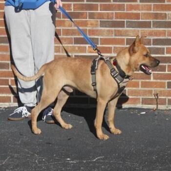 Cozmo+ -  Mixed Breed Dog for Adoption in Elk Grove Village, Illinois - Cozmo+ | PetCurious