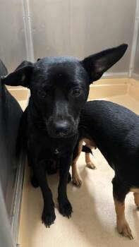TITAN -  Chihuahua and Doberman Pinscher Dog for Adoption in Burgaw, North Carolina - TITAN | PetCurious