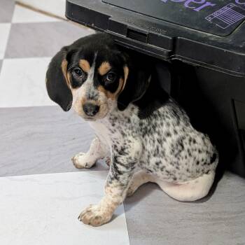Treeing Walker Coonhound and Hound Dogs Available for Adoption - Beatrix | PetCurious