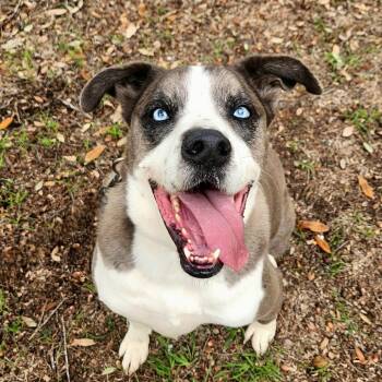 Tuffy JuM -  Catahoula Leopard Dog and Pit Bull Terrier Dog for Adoption in Austin, Texas - Tuffy JuM | PetCurious